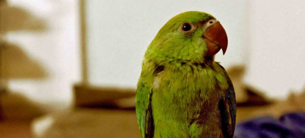 accessoires pour oiseaux, nourriture pour oiseaux, conseils sur les oiseaux, Pattes & Griffess Bedford