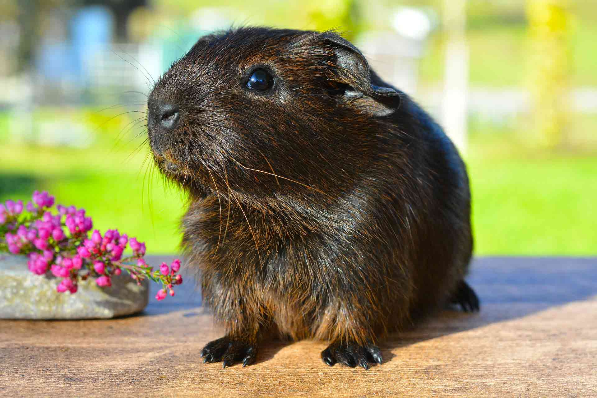 conseils sur les petits animaux, cochon d'inde, hamster, lapin, accessoires petits animaux, nourriture petits animaux, Pattes & Griffess Bedford