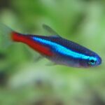Poissons Néon Glowlight