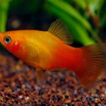 Poisson Platy