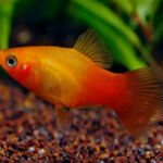 Poisson Platy