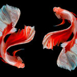 Beautiful movement of two red white betta fish, Fancy Halfmoon Betta, The moving moment beautiful of Siamese Fighting fish, Betta splendens, Rhythmic of Betta fish isolated on black background.