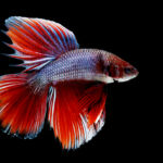 Betta Splendens fish also called Siamese Fighting fish