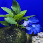 Stock photo shows a vibrant Siamese fighting fish glides through a tropical aquarium nano cube, beautifully complemented by live Java fern plants. The compact tank showcases a harmonious blend of vivid colors and lush greenery, creating a tranquil underwater scene