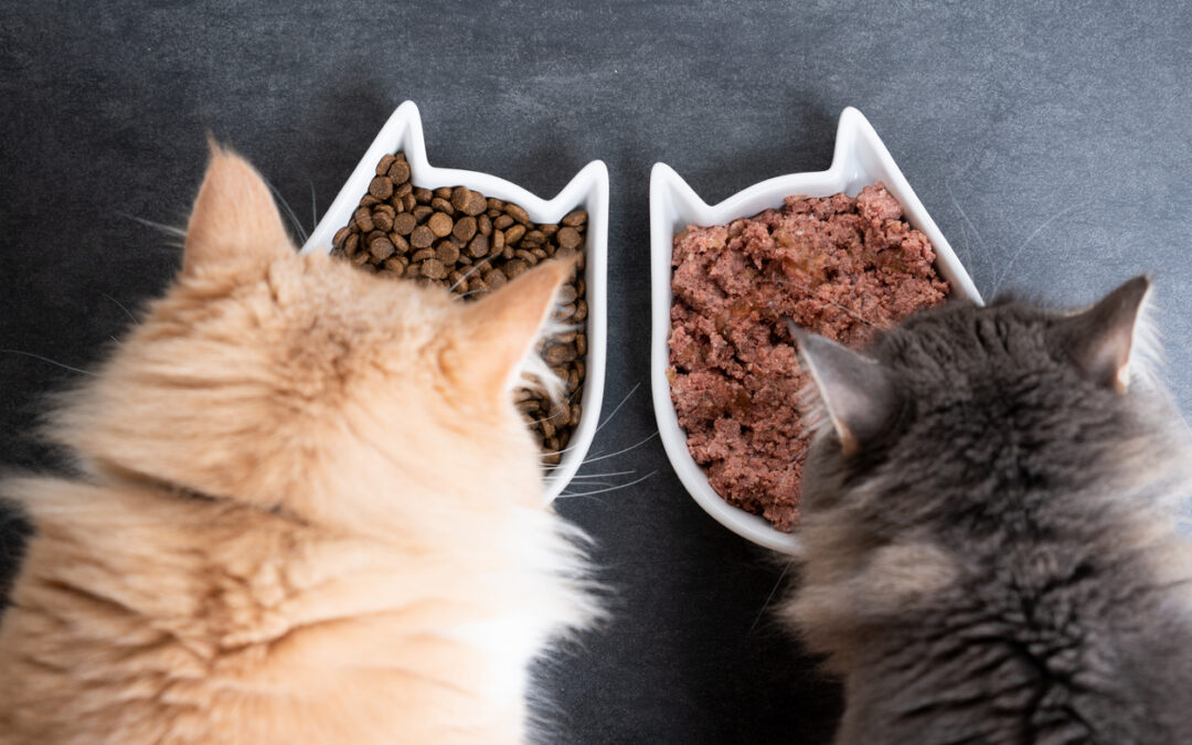 Comment choisir la meilleure nourriture pour chat : ingrédients, âge et besoins spéciaux